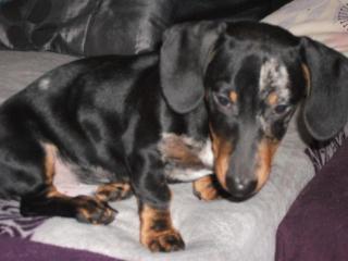 DRINGEND Tiger-Dackel Welpe Monty