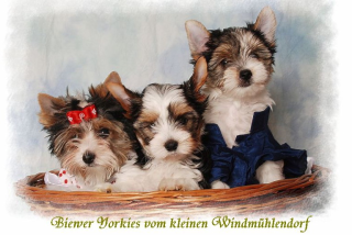 Biewer Yorkshire Terrier Welpen mit Papiere