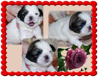 Shih Tzu Welpen aus guten Linien