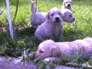 Golden Retriever Welpen aus Österreichischer Familienzucht werden ab Mitte Juni