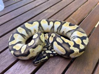 0. 1 Pastel Enchi Calico