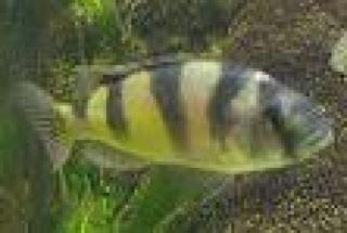 Verkaufe junge seltene Barsche Haplochromis obliquidens