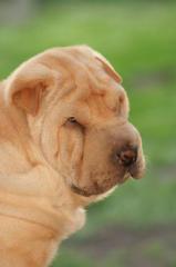 Shar Pei Welpe - Notfall