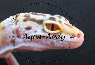 Designergeckos - Leopardgecko - Eublepharis macularius