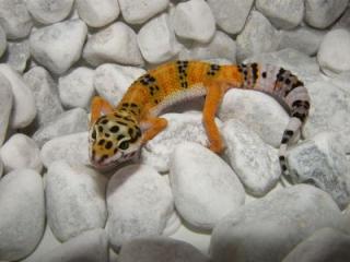 Leopardgeckos Eublepharis macularius super schöne intensive Farben.