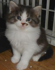 MAINE-COON-BABIES