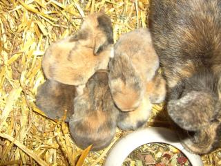 5 kleine Kaninchen suchen ein neues zu Hause