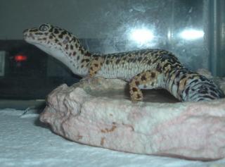 Leopardgecko Eublepharis macularius Bock dringend abzugeben