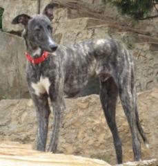 Traumgalgo sucht Traumzuhause