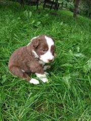 Bearded-Collie-Welpen suchen ein Zuhause