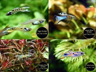 Endler, Guppy, reinerbig, ab 1, 50Euro, Versand