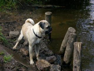 Rassmo Deckrüde sucht nette Hundedamen