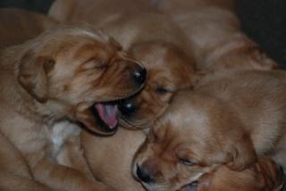 Labrador x Irisch Setter