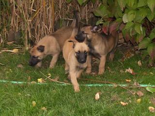 Belgische Schäferhunde Malinois