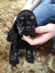 Reinrassiger American Cocker Spaniel Welpe