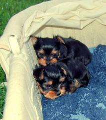 Yorkshire Terrier Welpen