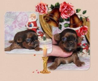 Shih Tzu Welpen -kleinerer Typ-