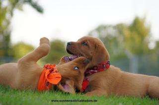 Wurfankündigung Labradorwelpen in foxred für Herbst 2024 Labrador Welpen