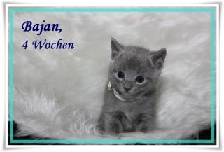 Russisch Blau-Kitten suchen geeigneten Schmuseplatz