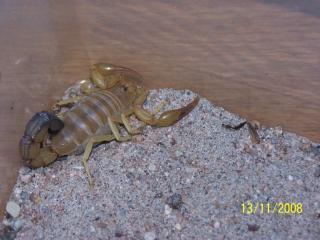 Androctonus australis XXL, afrik. Dickschwanzskorpion