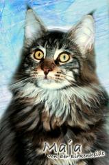 Maine-Coon Joungstar