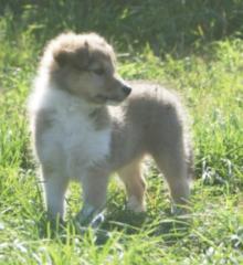 2 Sheltie Hündinnen Welpen suchen ein neues Zuhause