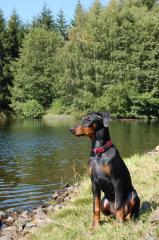 Tracy, 10 Mon. sucht ein liebevolles neues zu Hause