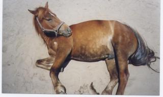 Suche mein ehemaliges Pony MARQUIS