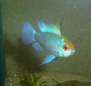 Microgeophagus ramirezi Electric Blue