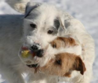 Jack Russell Terrier sucht einen neuen Wirkungskreis