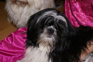 Shih Tzu Hündin, 6 Monate, in liebevolle Hände zu verkaufen