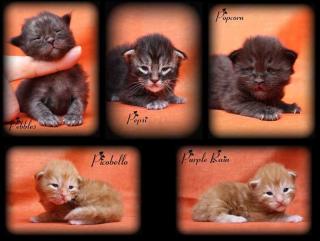 Typvolle Maine Coon Babys