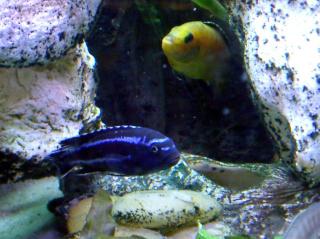 Melanochromis maingano