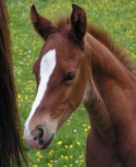 Quarter Horses aus alten klassischen Foundation Linien