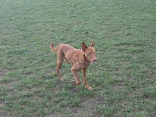 Buddy sucht sportliche Familie