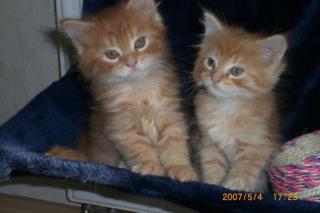 2 reinrassige Maine Coon Katerchen abzug.