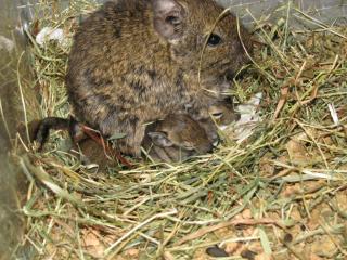 Baby-Degus abzugeben