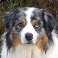 RUFO - männlich 5 Jahre 57 cm 30 kg Australian Shepherd Gechipt Kastriert