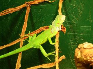 Grüne leguan mit terrarium