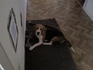 Beagle sucht neues zuhause