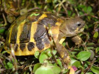 STUTTGART Landschildkröten aus Hobbyzucht 2021