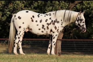 Speedex ist ein 10 Jahre alter Appaloosa wallach.