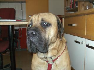 Mastiff -Deckrüde