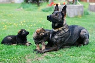 Verkauf Welpen Deutscher Schäferhund