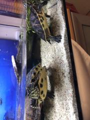 2 größere wasserschildkröten