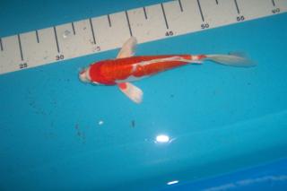 Butterfly Koi, Koi Angebote in High Quality vom Koi-Center Schafflund