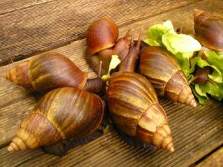 Achatschnecken zu verkaufen