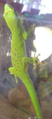 0. 1 Phelsuma grandis