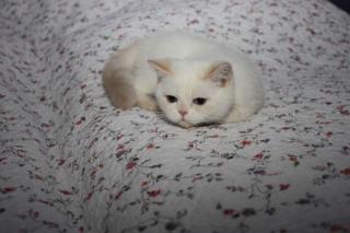 Exotic Shorthair Colourpoint Kater in cream tabby point ab sofort abzugeben.