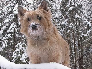 Cairn-Terrier, der ideale Familienhund. klein, robust, frech u. schmusig